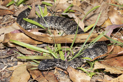 Acanthophis antarcticus