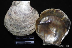 Isognomon ephippium
