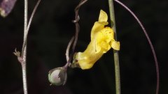 Neogaerrhinum filipes