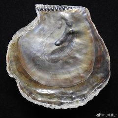 Isognomon ephippium