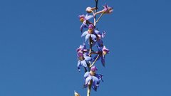 Delphinium parishii subglobosum