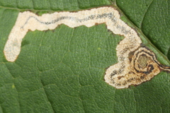 Stigmella speciosa