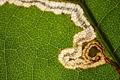 Stigmella speciosa
