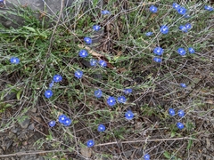 Evolvulus alsinoides decumbens