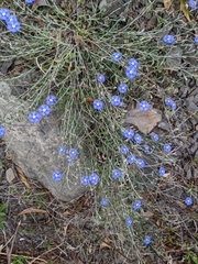 Evolvulus alsinoides decumbens