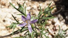 Eriastrum eremicum eremicum