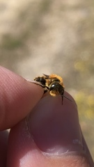 Osmia caerulescens