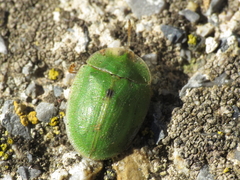 Cassida deflorata
