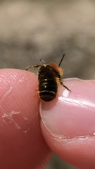 Osmia caerulescens