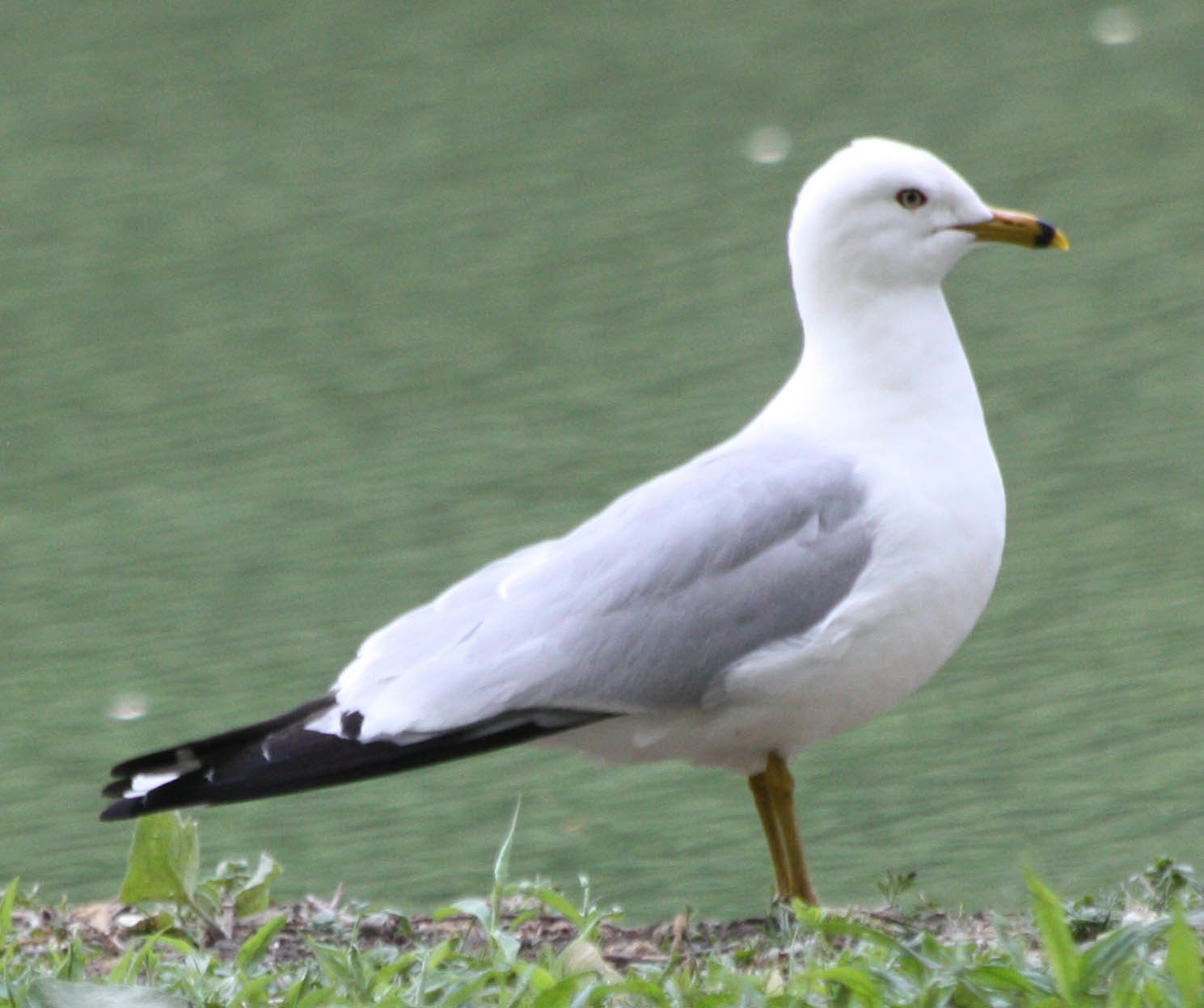 Ring-billed Gull