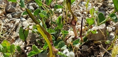Aristolochia parvifolia