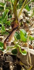 Aristolochia parvifolia