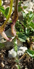 Aristolochia parvifolia