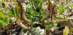 Aristolochia parvifolia