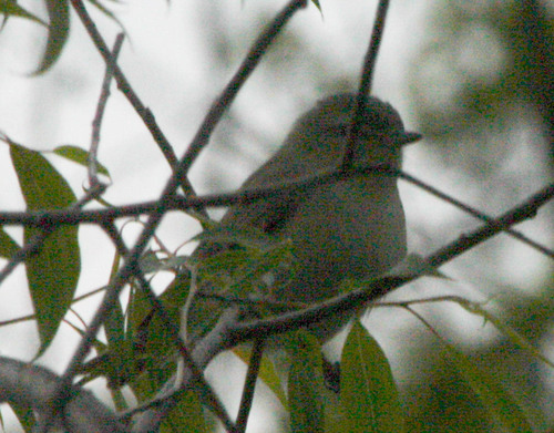 Vireo gilvus