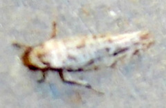 Diachorisia