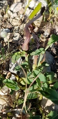 Aristolochia parvifolia