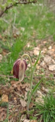 Fritillaria acmopetala