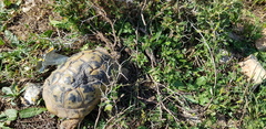 Testudo graeca