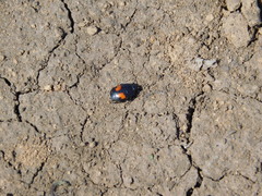 Margarinotus bipustulatus