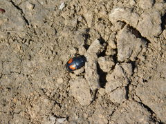 Margarinotus bipustulatus