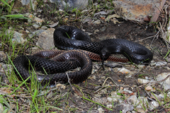 Masticophis flagellum flagellum