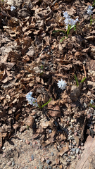 Puschkinia scilloides