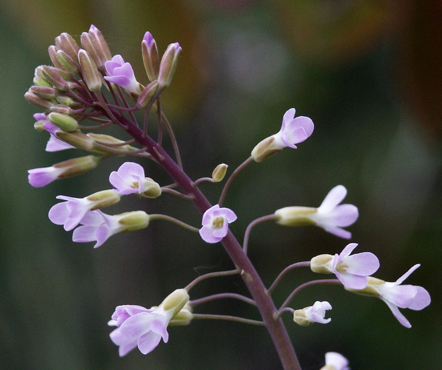 drummond's rockcress from Thunder Bay District, ON, Canada on June 12 ...