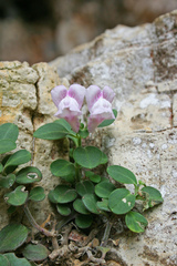 Antirrhinum pertegasii