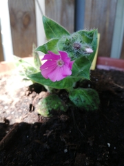 Silene dioica