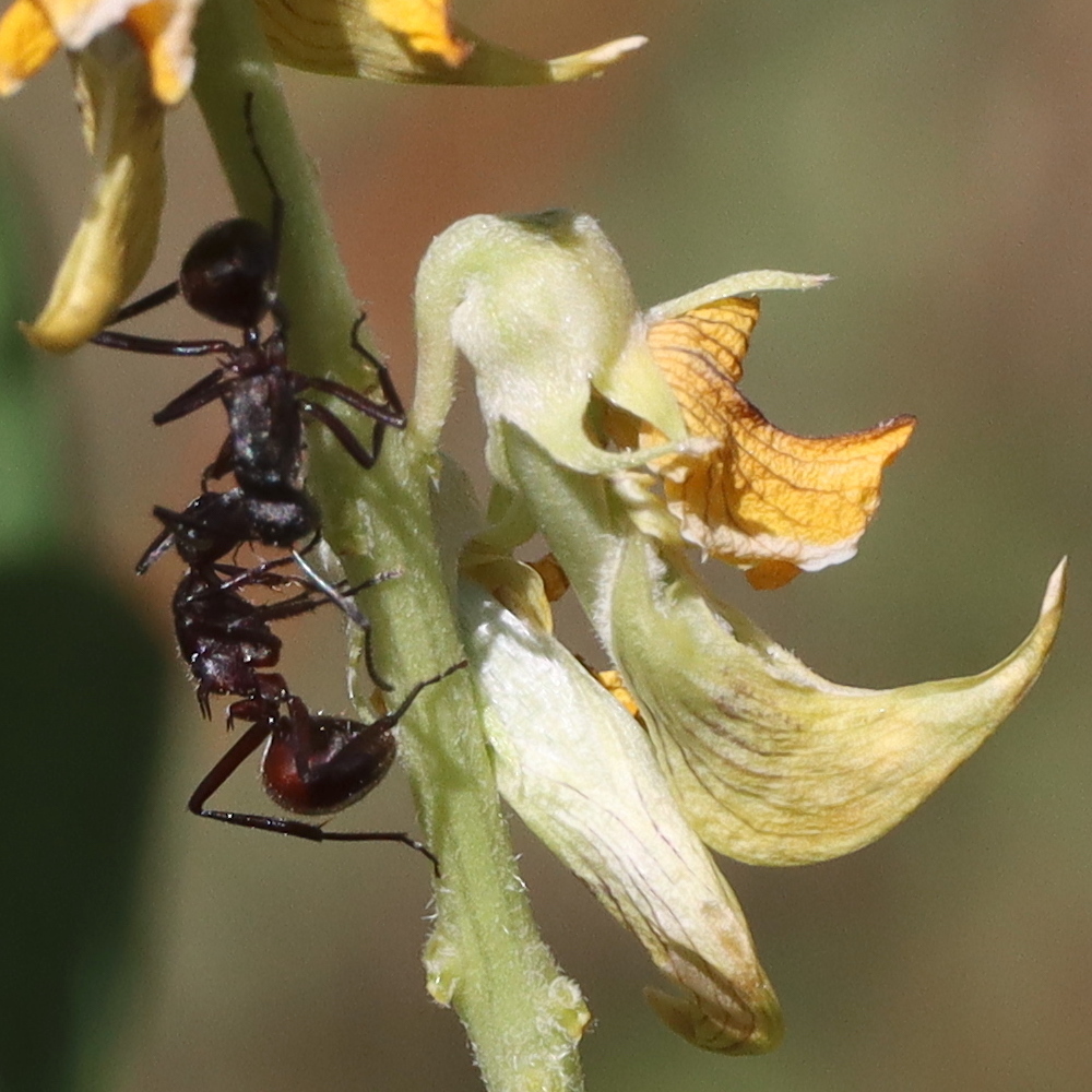 Polyrhachis lachesis