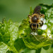 Mustard Miner Bee - Photo (c) Max McCarthy, some rights reserved (CC BY-NC), uploaded by Max McCarthy