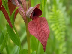 Serapias cordigera