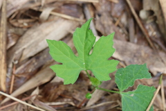 Diplocyclos palmatus