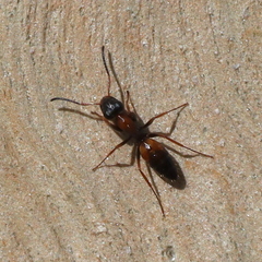 Opisthopsis picta