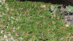 Selaginella eremophila