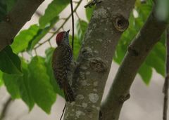 Chloropicus fuscescens