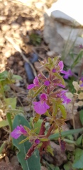 Stachys neurocalycina