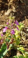 Stachys neurocalycina