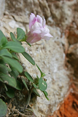 Antirrhinum pertegasii
