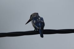 Halcyon senegalensis