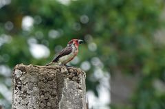 Lybius vieilloti