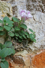 Antirrhinum pertegasii