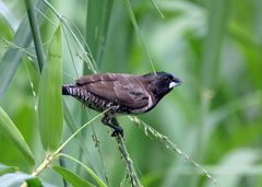 Spermestes cucullata