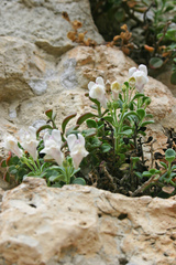 Antirrhinum pertegasii