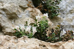 Antirrhinum pertegasii