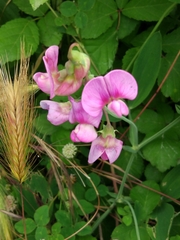 Lathyrus