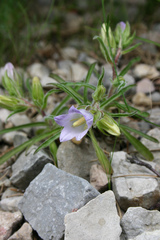 Campanula speciosa
