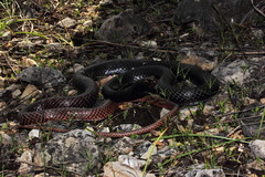 Masticophis flagellum flagellum