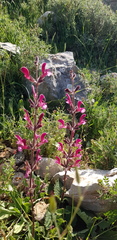 Salvia hierosolymitana
